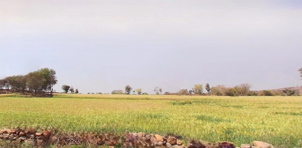 Suar, Uttar Pradesh 244924, India