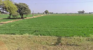 Lalpura, Madhya Pradesh 465683, India preview 2