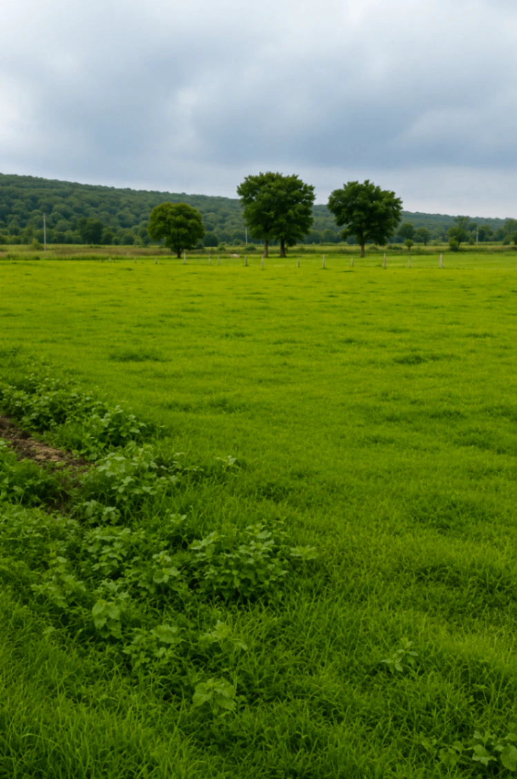Khatauli, Muzaffarnagar, Uttar Pradesh 251201, India