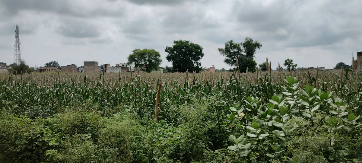 Barodameo, Rajasthan 301021, India