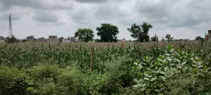 Barodameo, Rajasthan 301021, India preview 2