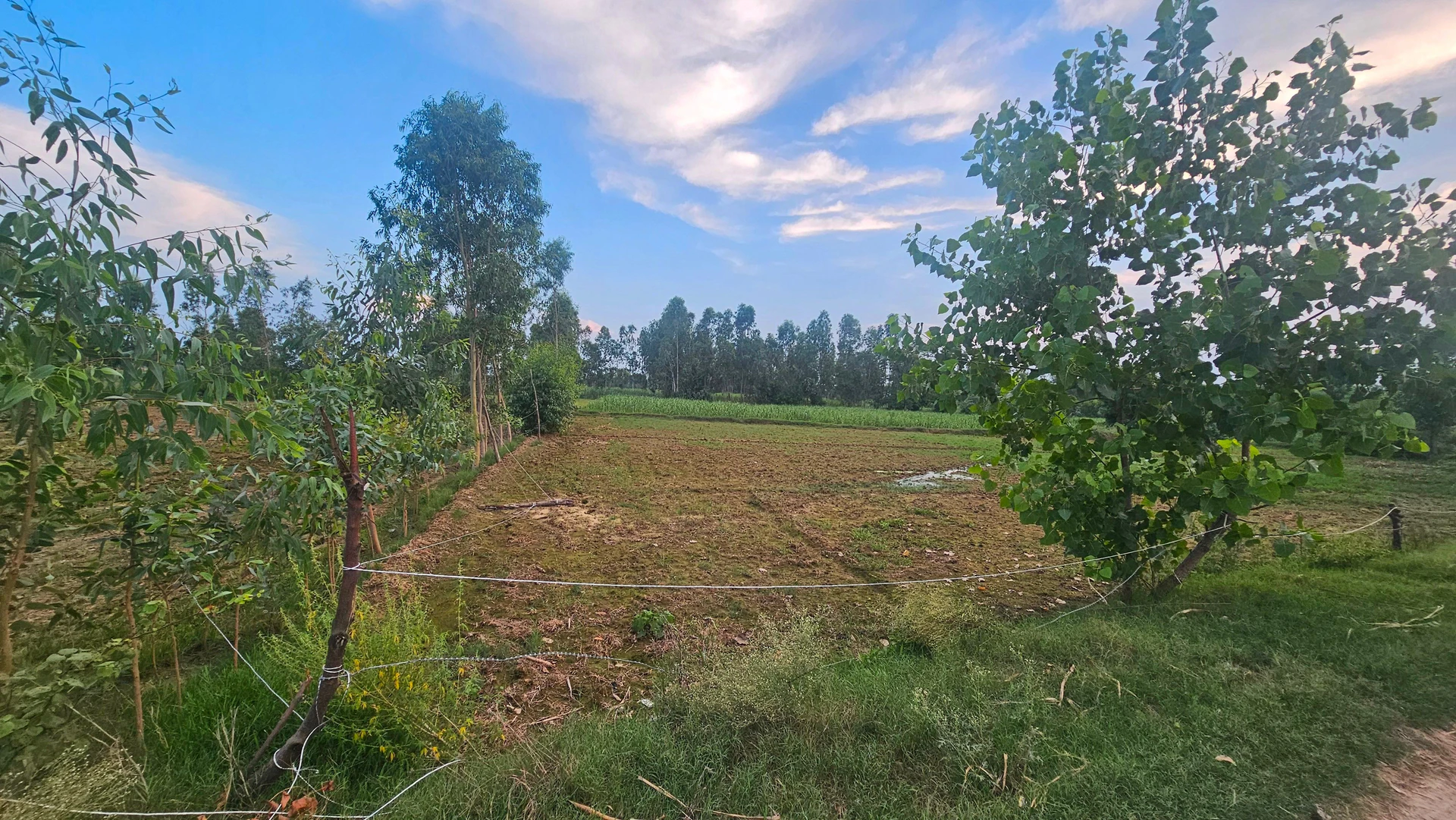 Patna, Faridpur, Bareilly, Uttar Pradesh, India