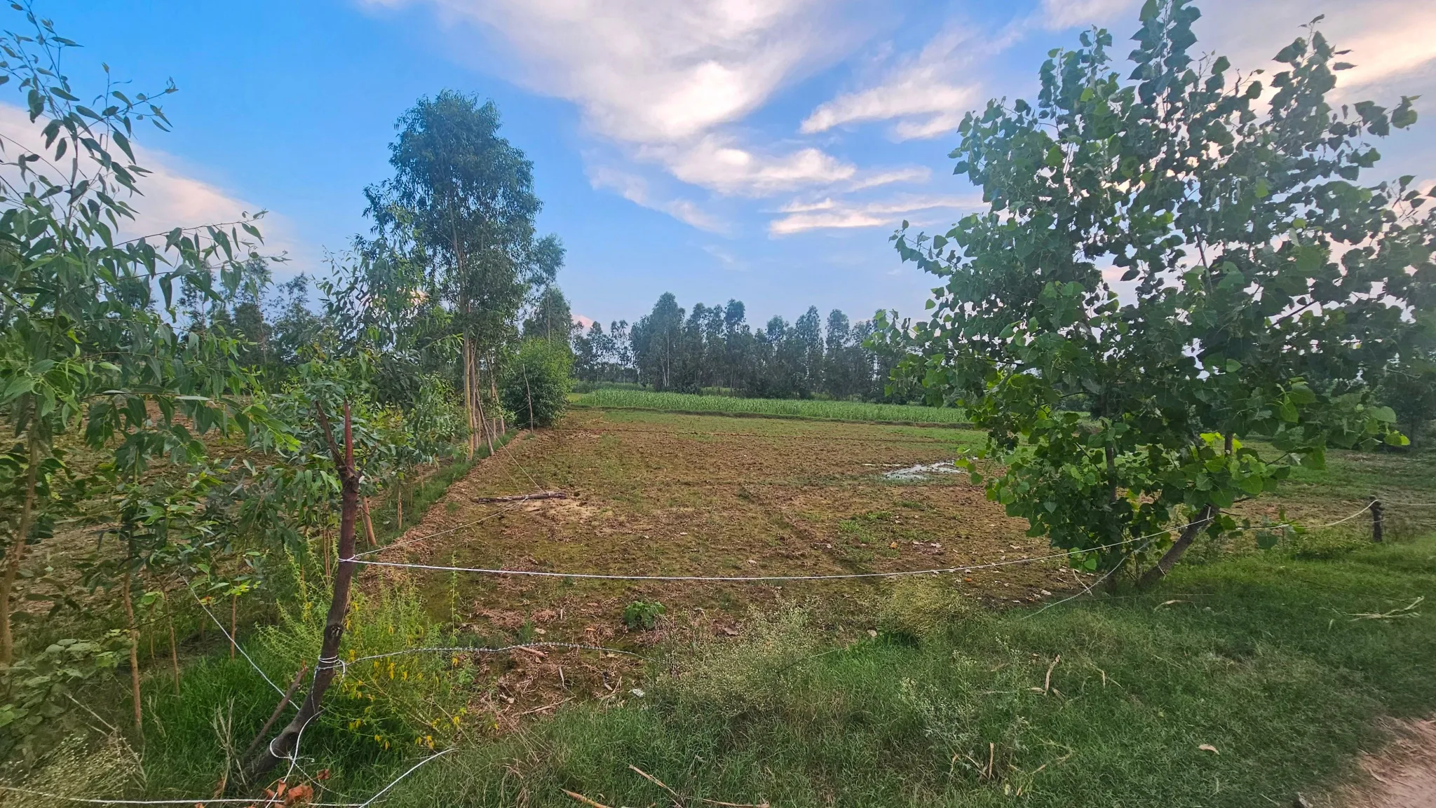 Patna, Faridpur, Bareilly, Uttar Pradesh, India