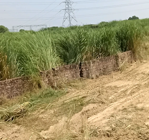 Barjora, Bankura, West Bengal 722202, India - Photo 3