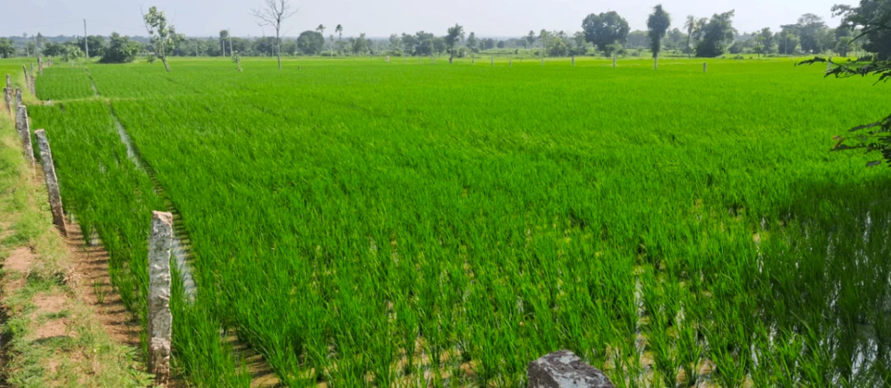 6H6P+WR5, Siddipet, Gosanpally, Telangana 502108, India