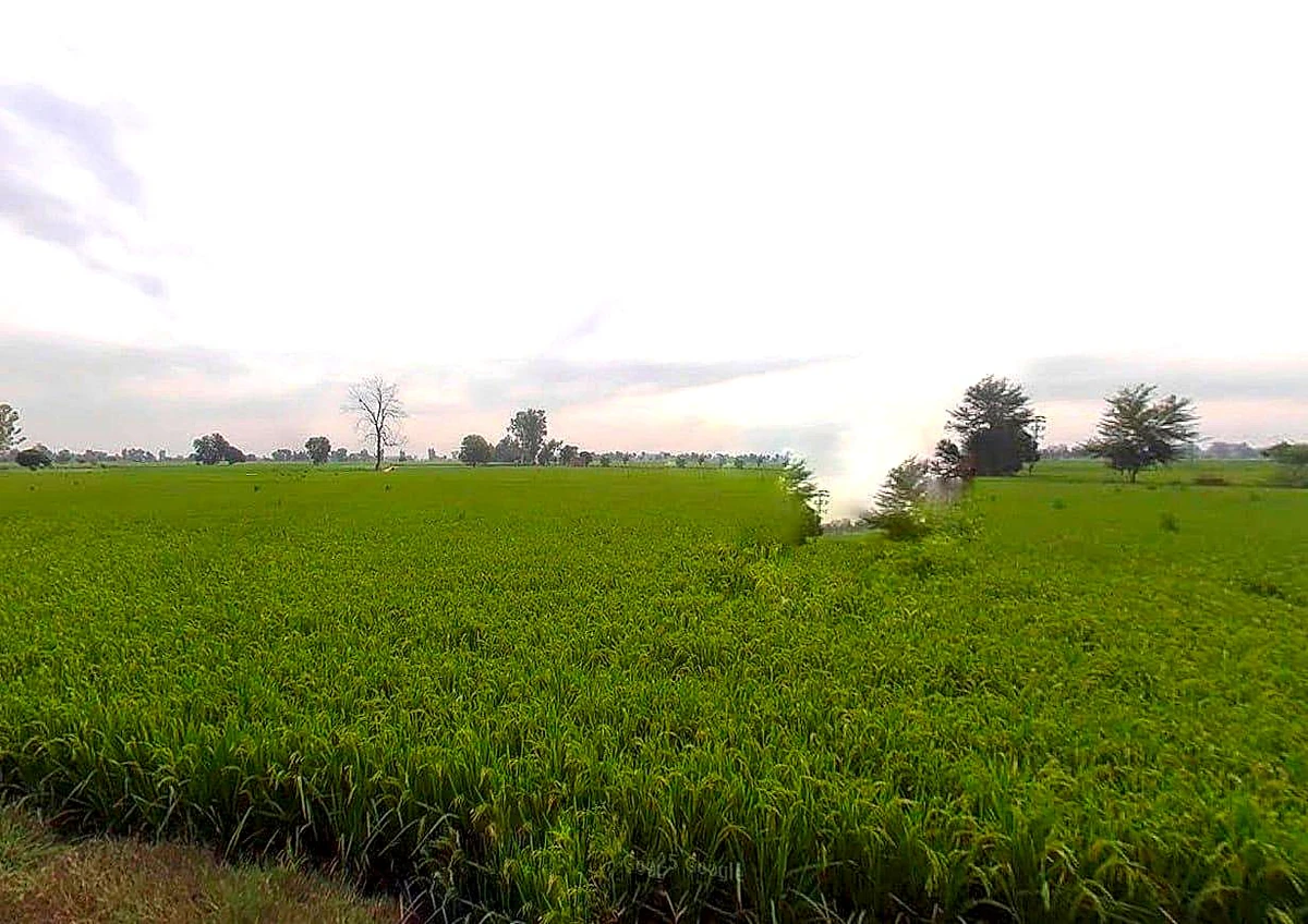 Jagannathprasad, Odisha 761121, India