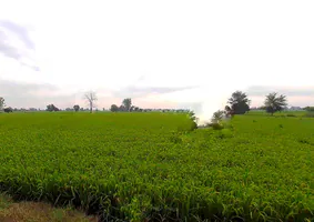 Jagannathprasad, Odisha 761121, India preview 2