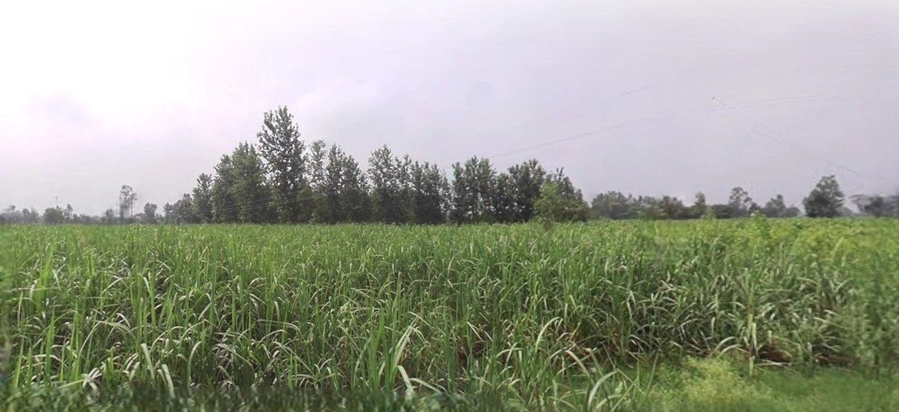 Khatauli, Uttar Pradesh 251201, India