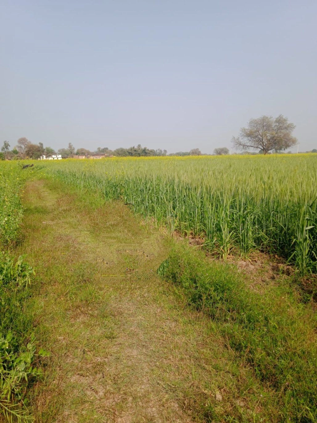 Mahokhar, Uttar Pradesh 210001, India preview 2
