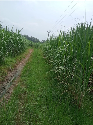 CWPQ+RF8, Muzaffarnagar, Chaurawala, Uttar Pradesh, India