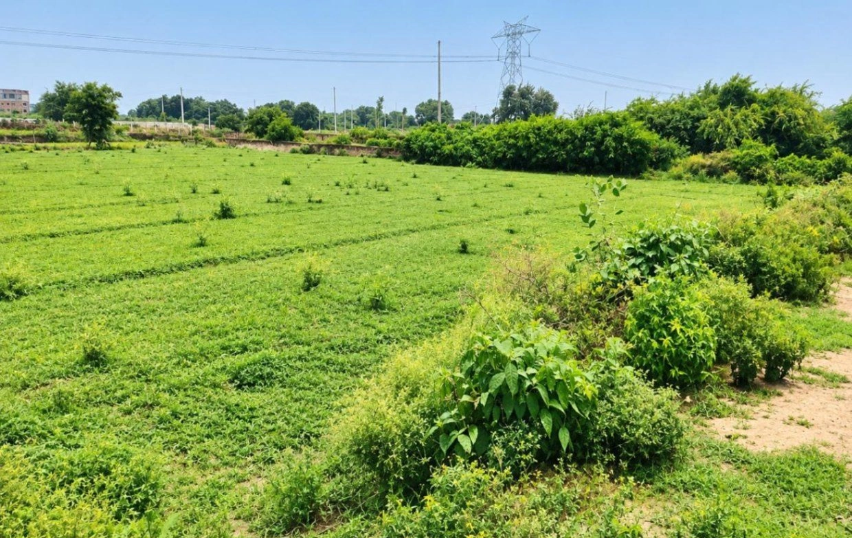 Safdarganj, Barabanki, Uttar Pradesh 225412, India - Photo 2
