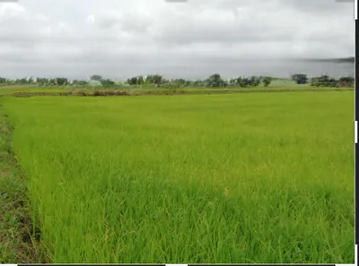 Kharsodkhurd, Madhya Pradesh, India preview 3