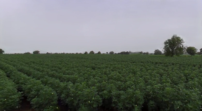 Borawan, Madhya Pradesh 451228, India