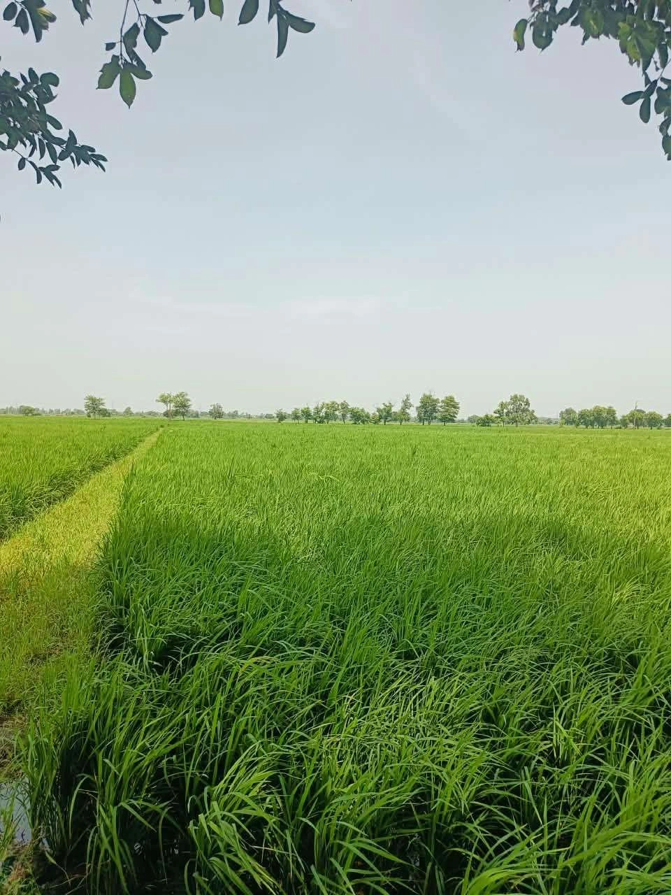 Bhudri, Mathura, Uttar Pradesh 281206, India - Photo 3
