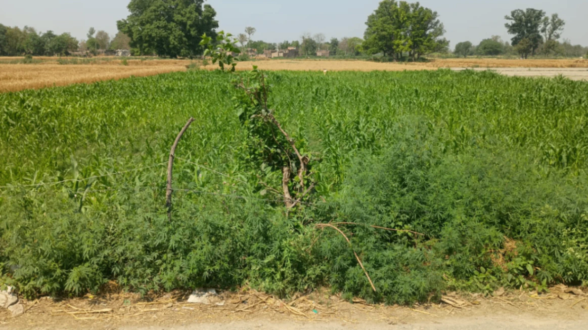 Mehna, Punjab 142011, India