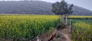 H7JQ+CRC, Ghaata, Rajasthan 321022, India preview 3