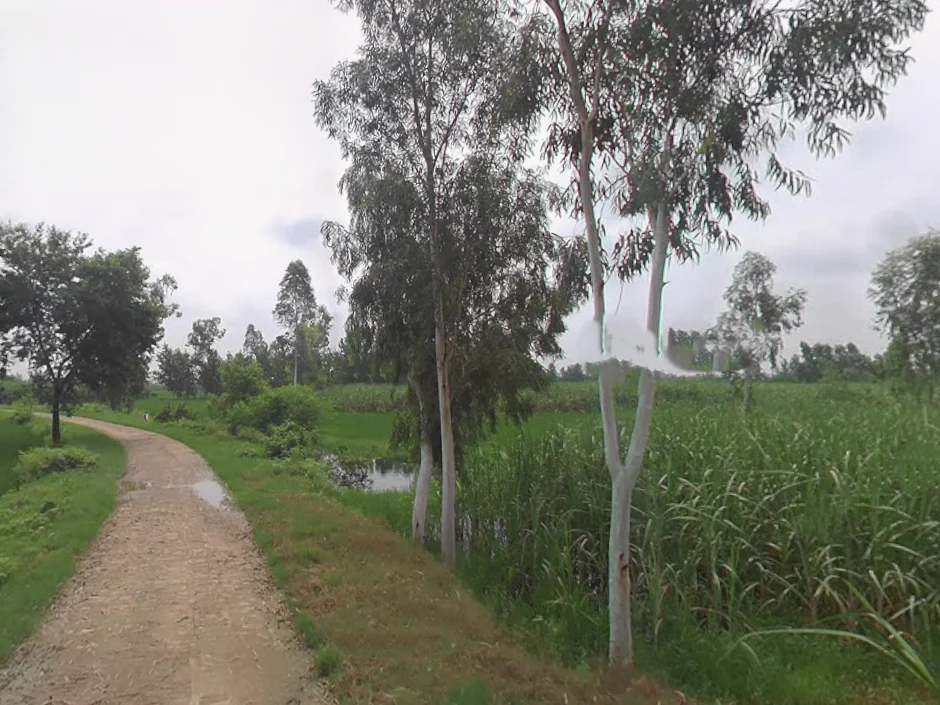 Mirganj, Uttar Pradesh 243504, India preview 3