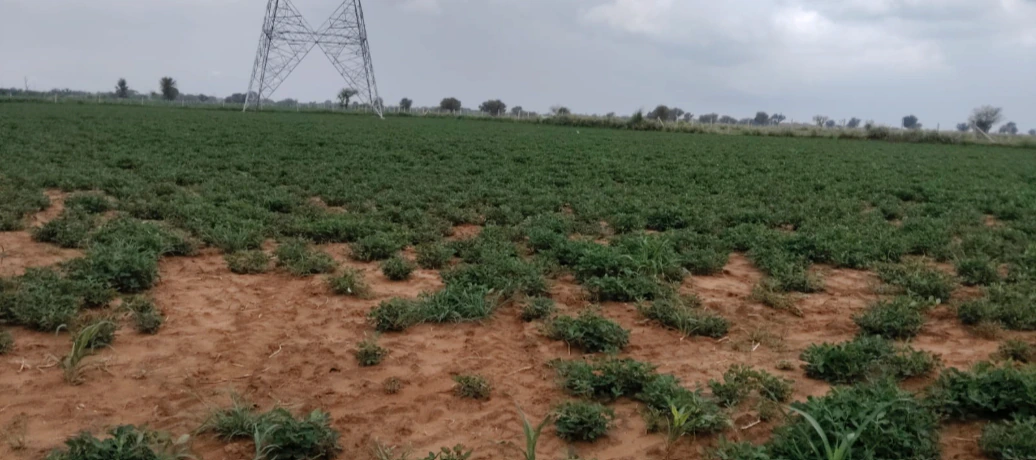 Ashapur, Varanasi, Uttar Pradesh 221105, India - Photo 6