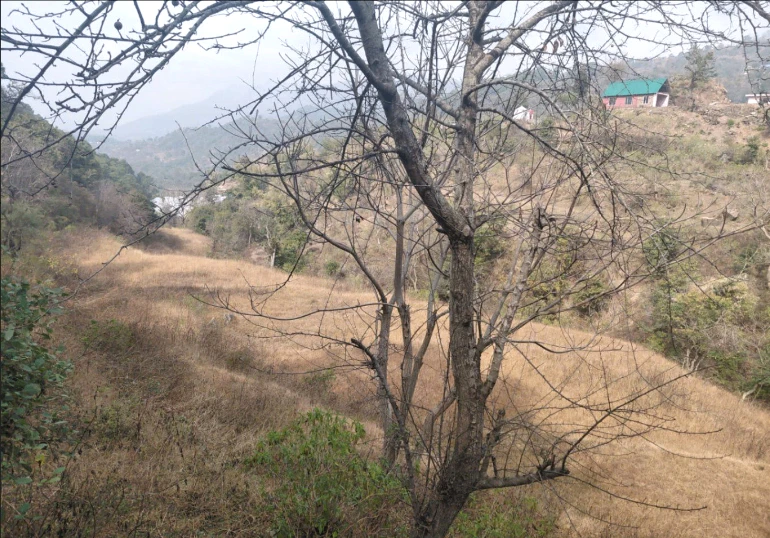 Pinjore, Haryana 134102, India