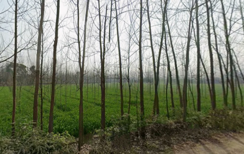 Behat, Uttar Pradesh 247121, India