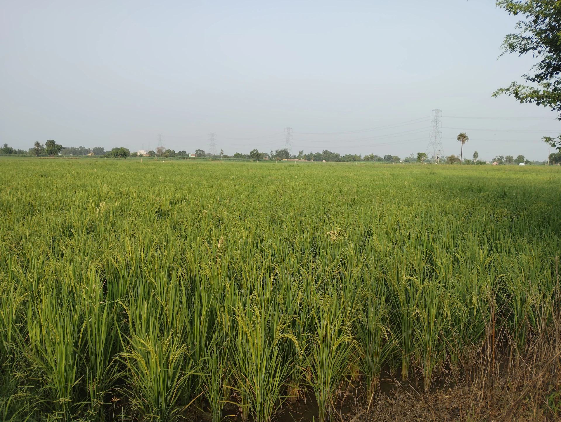Ganwari, Uttar Pradesh, India