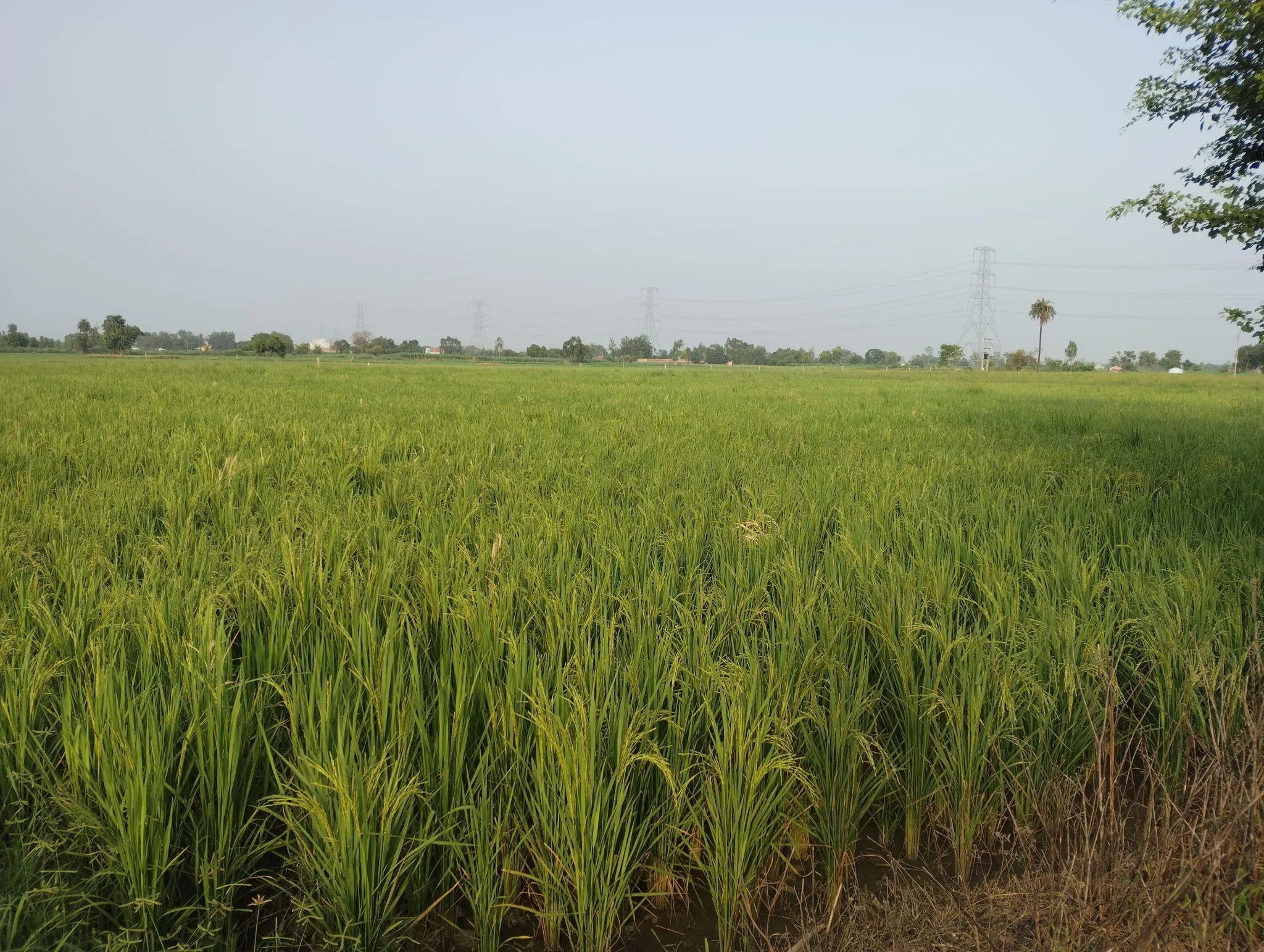Ganwari, Uttar Pradesh, India - Photo 1