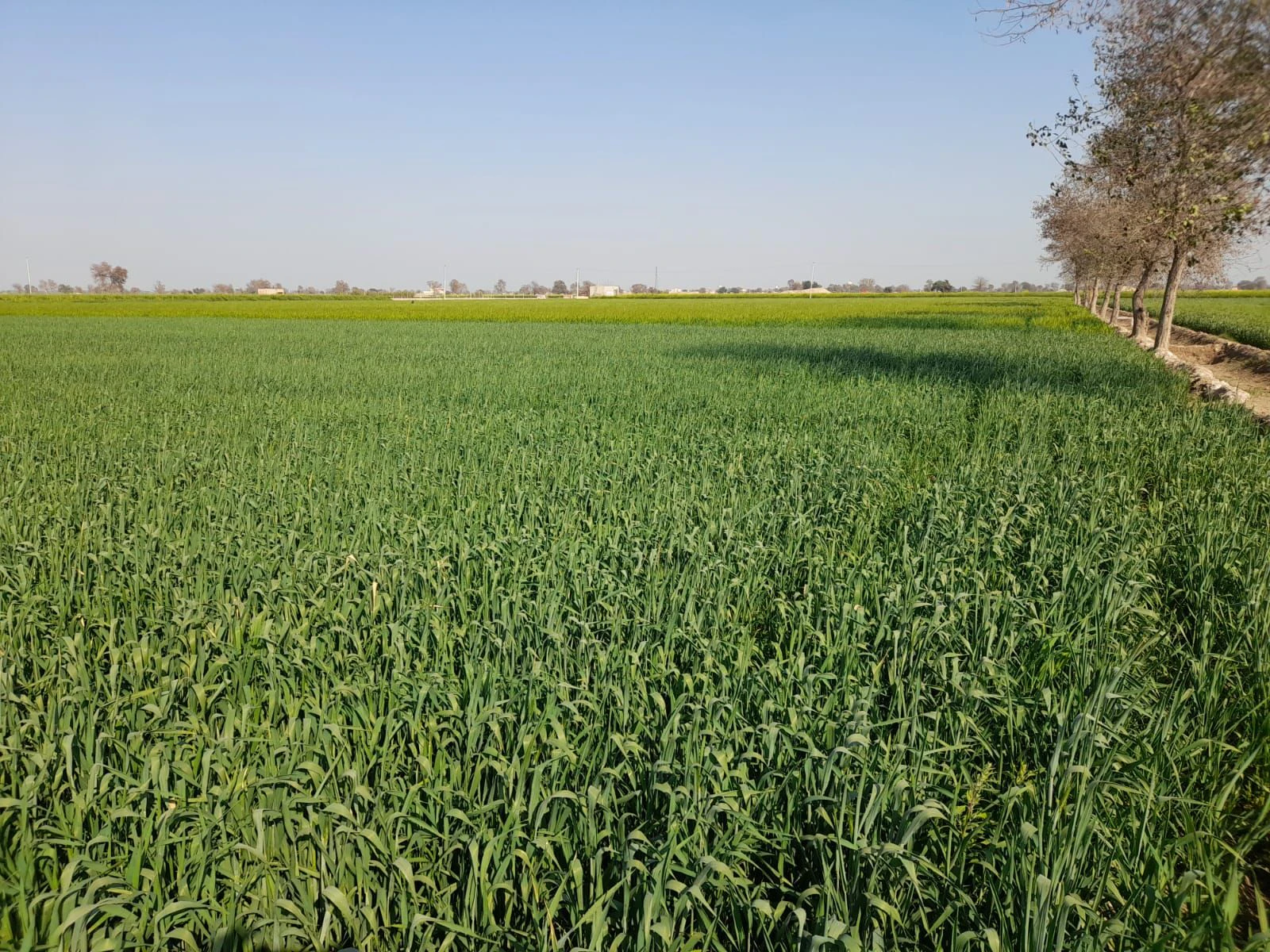 Hirnawali, Rajasthan 335064, India