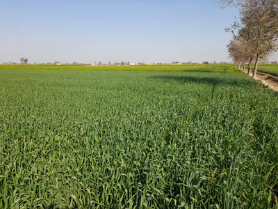 Hirnawali, Rajasthan 335064, India preview 3