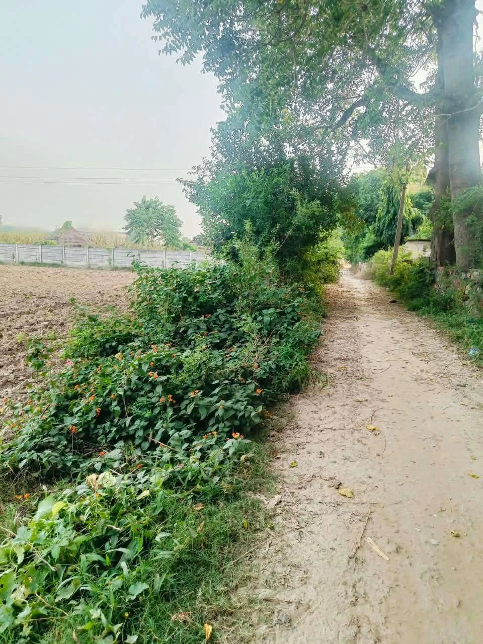 Bera, Mathura, Uttar Pradesh 281205, India