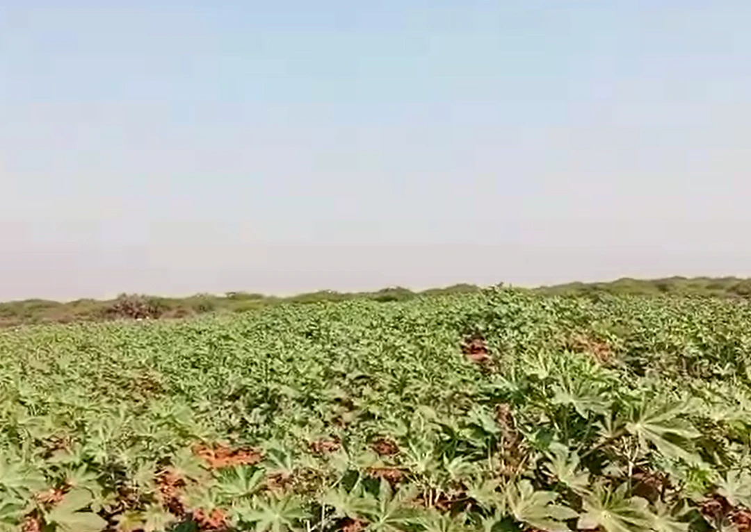 Koriyani, Kachchh, Gujarat 370601, India - Photo 3