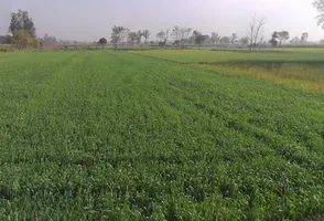 Sakoti, Uttar Pradesh 250223, India preview 3