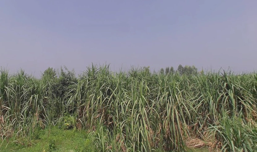 Jansath, Uttar Pradesh 251314, India