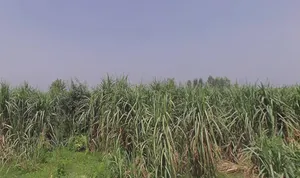 Jansath, Uttar Pradesh 251314, India preview 3