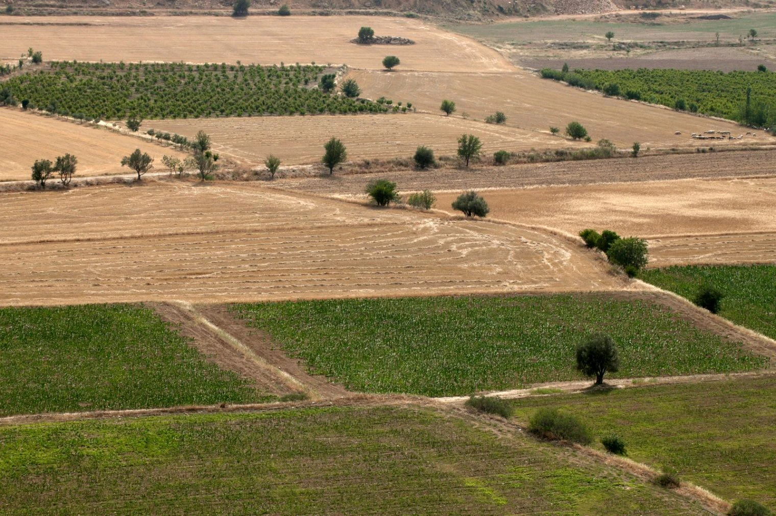 Bajju, Rajasthan, India