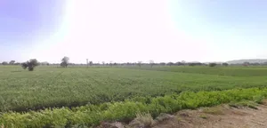 Mohanpura, Rajasthan, India preview 3