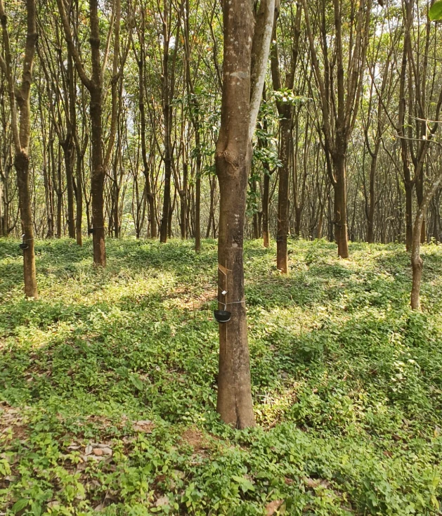 VGRV+C29, Kalladikode, Karimba South, Kerala 678596, India preview 3