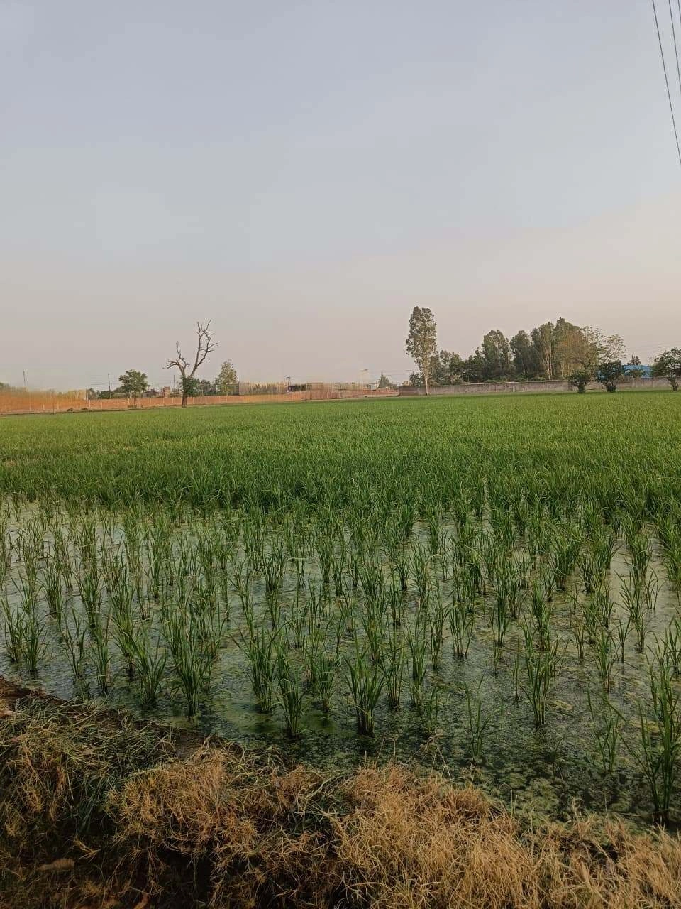 Chandauri, Uttar Pradesh, India