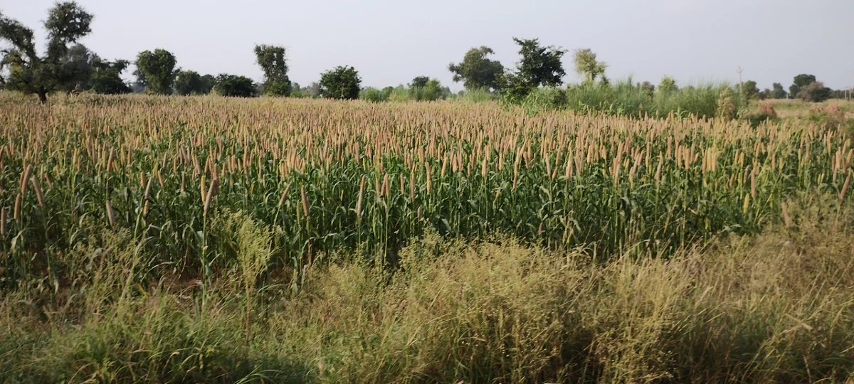 Dhand, Rajasthan 301021, India