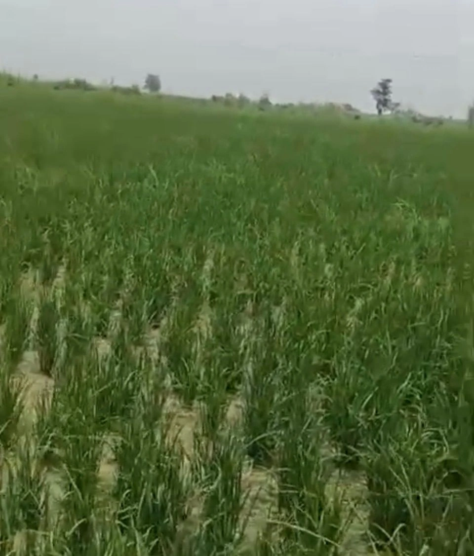 Mawana, Uttar Pradesh, India