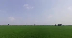 Pabla, Haryana 136020, India preview 2