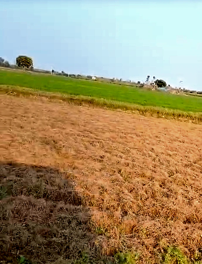 MGMW+W6 Odhandha, Rajasthan, India