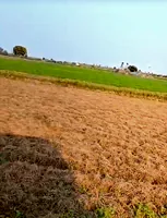 MGMW+W6 Odhandha, Rajasthan, India preview 4