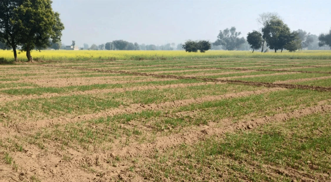 Morinda - Chunni Rd, Bhateri, Punjab, India