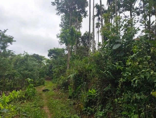 Q623+W9 Irulam, Kerala, India preview 2