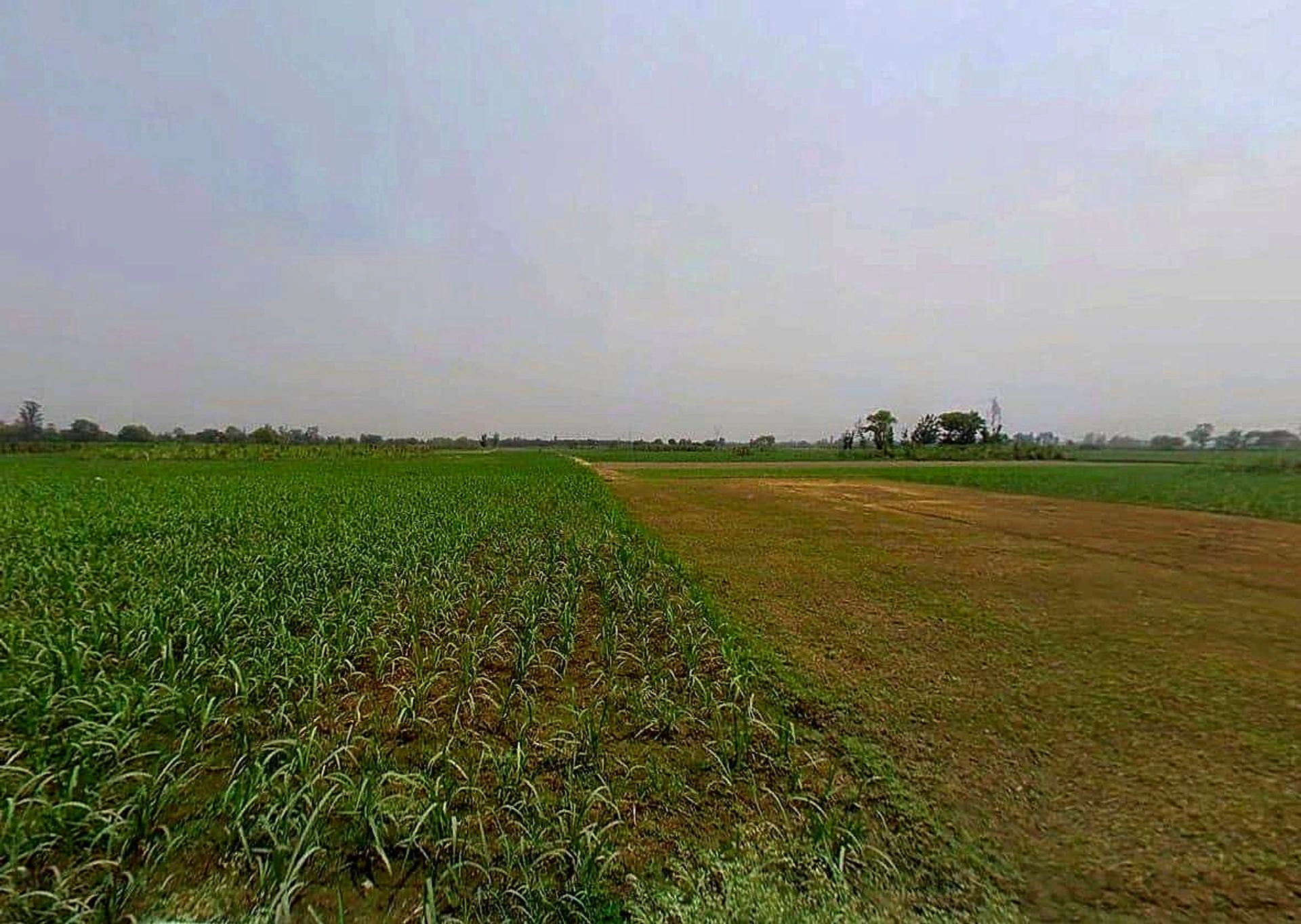 Sardhana, Uttar Pradesh 250342, India