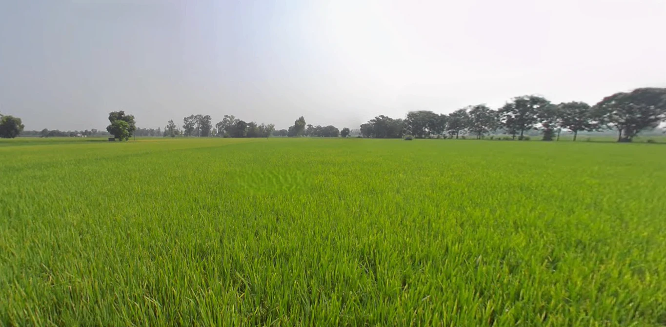 Shankar, Punjab 144042, India