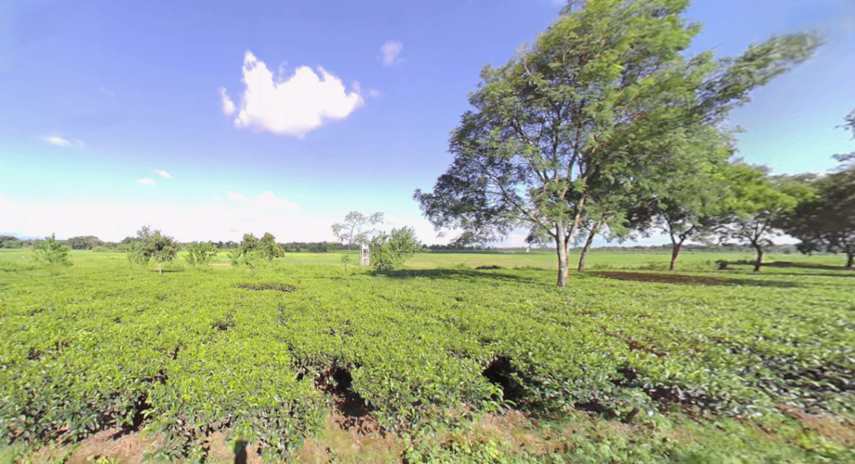 Ambari, West Bengal 735135, India