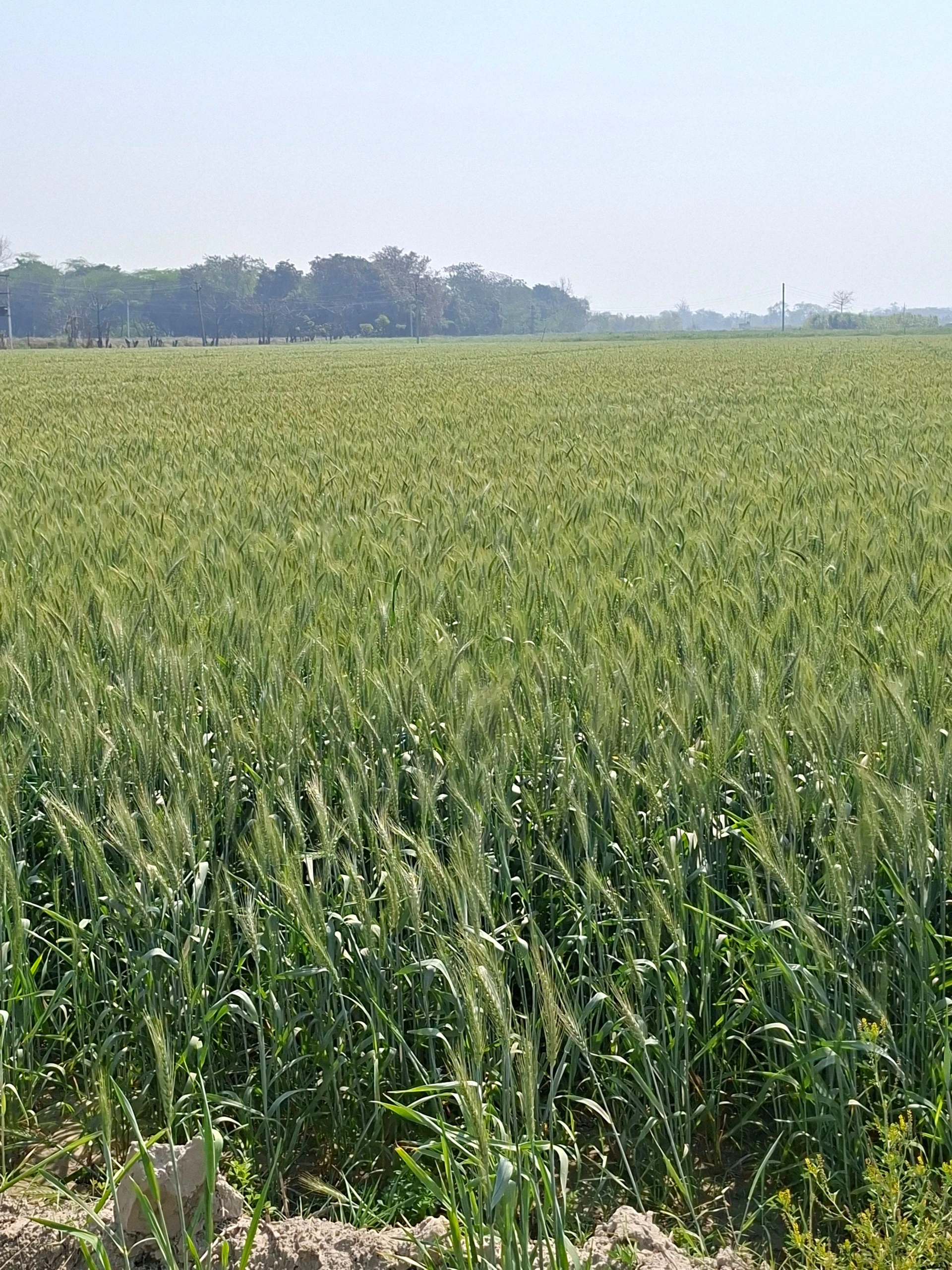 Bhagwanpur Khadar, Mawana, Meerut, Uttar Pradesh, India