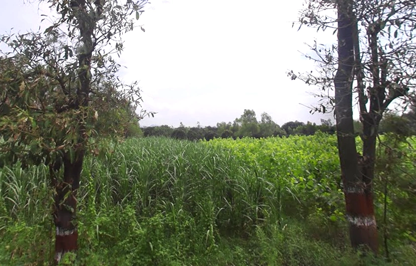 Haiderpur Alis Hinduwala, Uttar Pradesh 247121, India