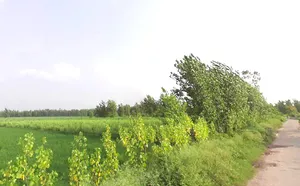 Sarsawa, Uttar Pradesh 247232, India preview 3